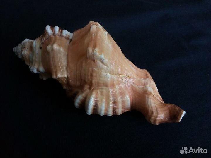 Ракушка Cymatium lotorium 157,1 mm Большой