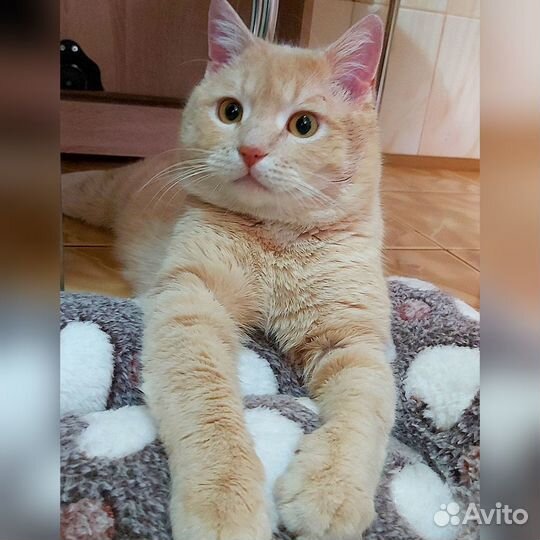 Солнечный котя Персик в поисках дома