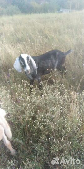 Козлы разной породы