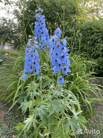 Буквица, дельфиниум,чистец, травянка,флокс