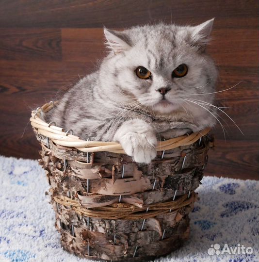Британский котенок