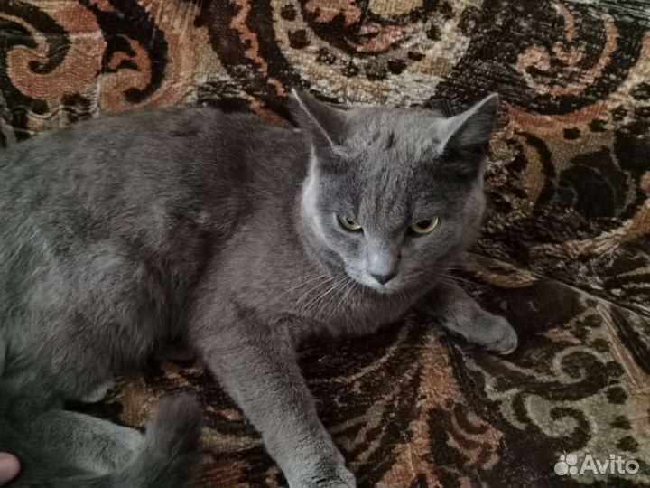 Кот британский