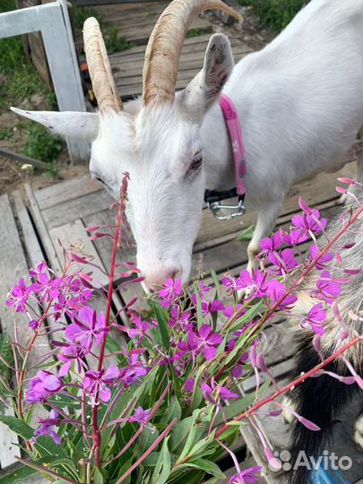 Козье молоко