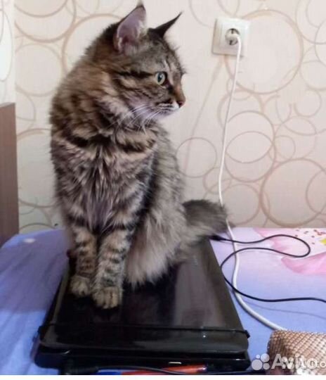 Кошечка милая,добрая душенька ищет дом