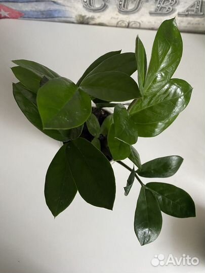 Замиокулькас