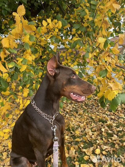 Доберман вязка