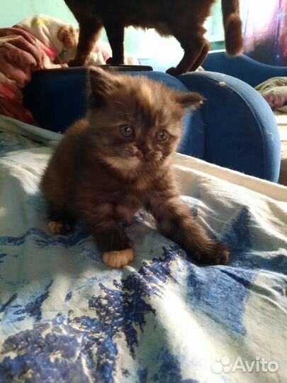 Продам котят