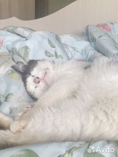 Кот в добрые руки