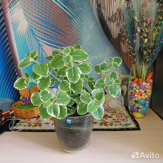 Мята домашняя (плектрантус )