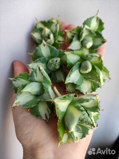 Agave potatorum cv. Ouhi-Raijin variegata