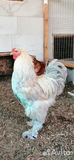 Молодые петухи брама