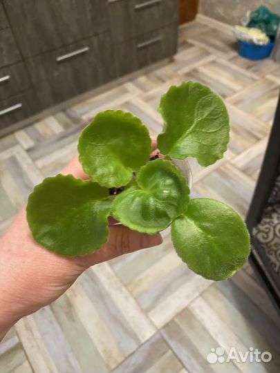 Детки сортовых фиалок