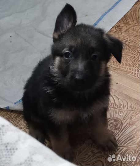 Немецкая овчарка