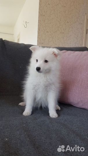 Японский шпиц Щенки