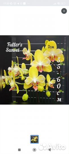 Орхидея Fuller's Sanset