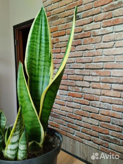 Сансевиерия лауренти сортовая