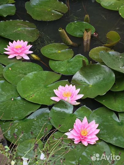 Водяная лилия,нимфея