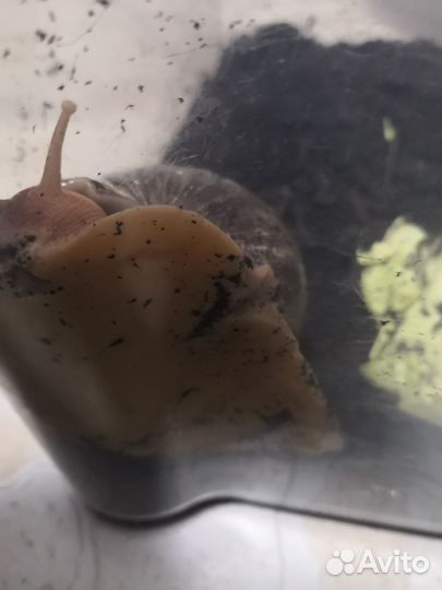 Улитки ахатины бесплатно