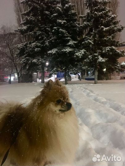 Вязка Бесплатно