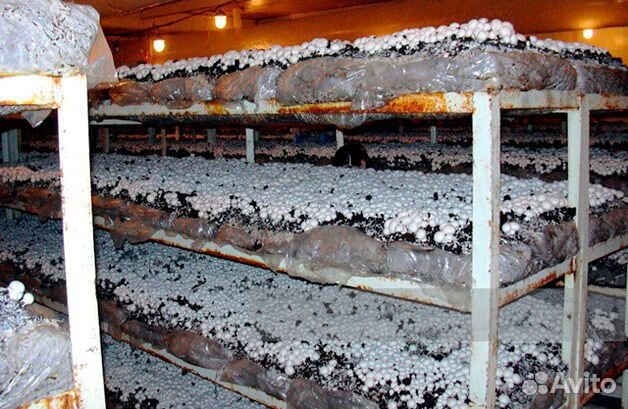 Грибы Мицелий Вешенки