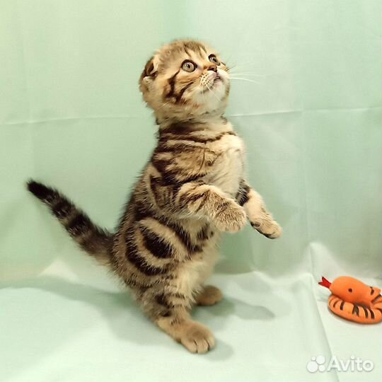 Шотландские вислоухие котята из питомника