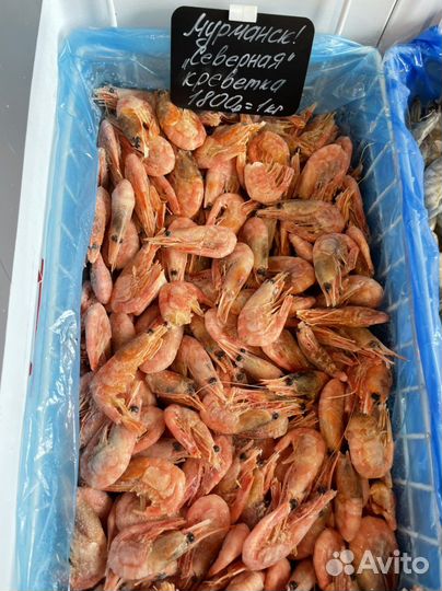 Креветка северная
