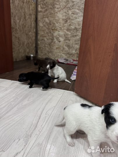 Щенки в добрые руки