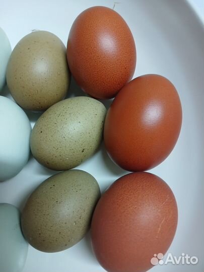 Яйца кур цветные на инкубацию
