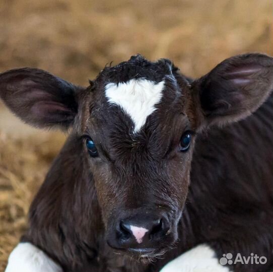 Телёнок 2 месяца