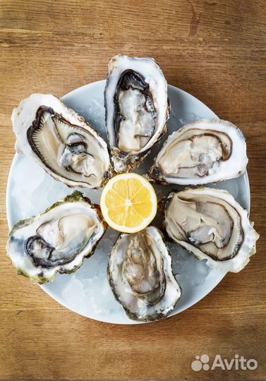 Устрицы, Ежи живые