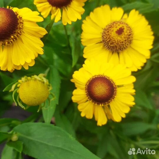 Цветы для сада