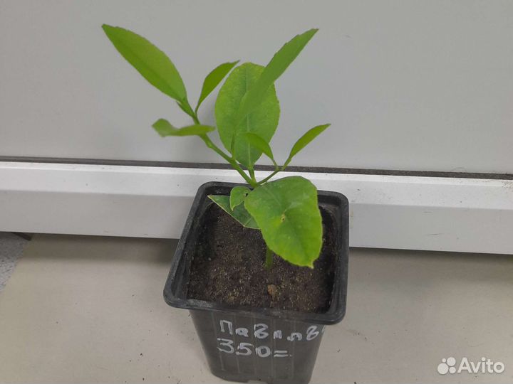 Лимон Павловский