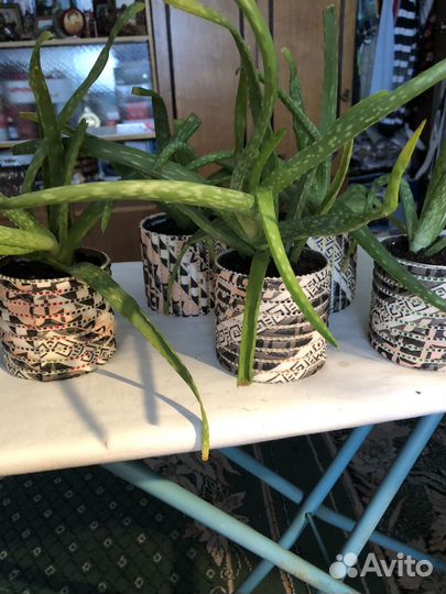 Алоэ столетник