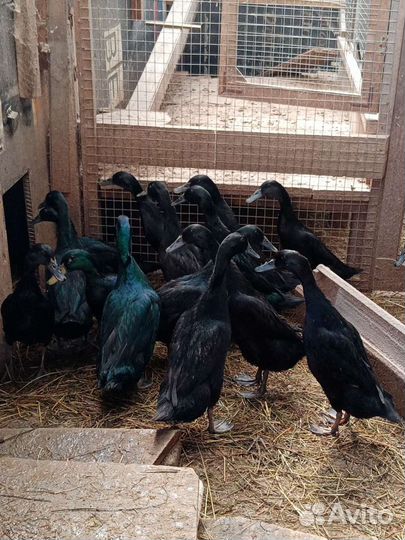 Яйцо Утки индийский бегунок