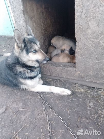 В добрые руки щенки