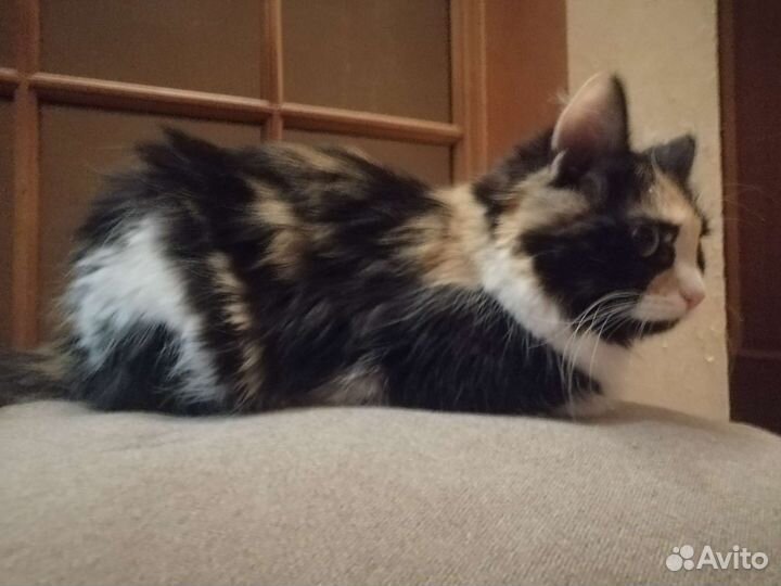 2 кошечки ищут новый дом