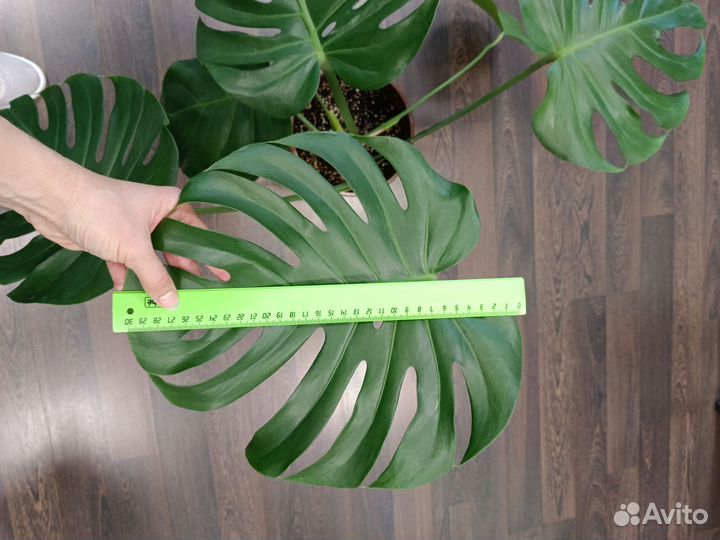 Монстера делициоза и другие растения