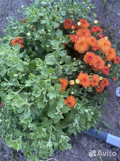 Хризантема шаровидная мультифлора