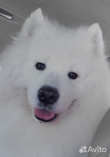 Вязка Самоед