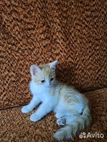 Кошки в добрые руки бесплатно