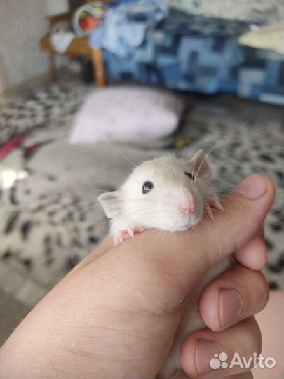 Крыса дамбо