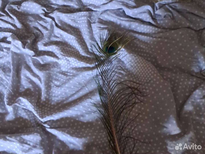 Павлиньи перья