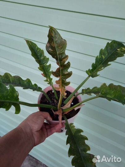 Филодендроны:Ринг оф фаер.Бонус.Рэд сан.Принц оран