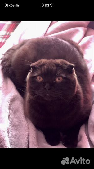 Шотландские котята шоколадного и лилового окраса