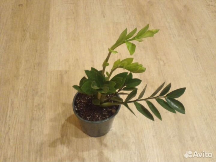 Замиокулькас лаки