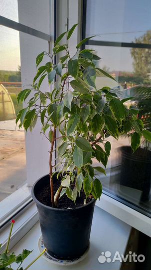 Фикус Бенджамина