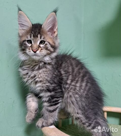 Котята мейн-кун
