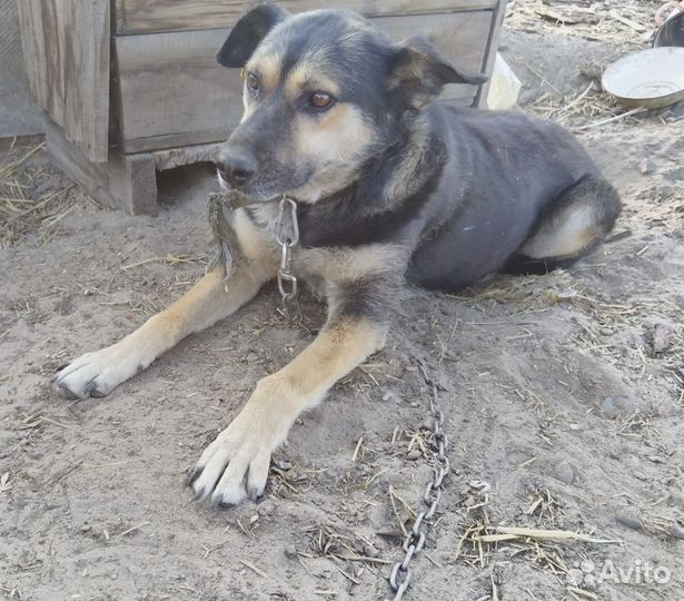 Собака стерилизованная