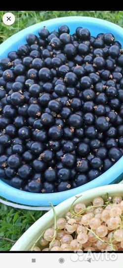 Смородина: черная, белая, красная