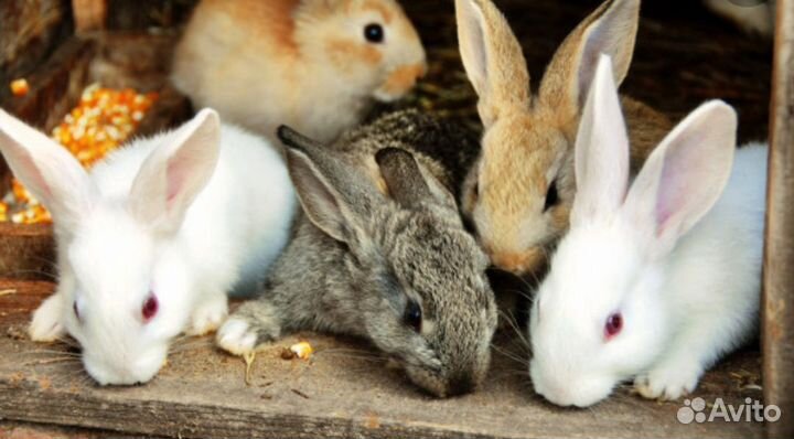 Кролики сельхоз